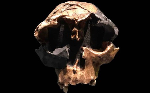 Фрагменти черепа підлітка виду Homo antecessor із колекції Музею природознавства у Лондоні