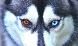 Чому у собак бувають очі різного кольору
