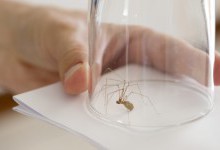 Чи варто позбуватися домашніх павуків: яка від них шкода, а яка користь?