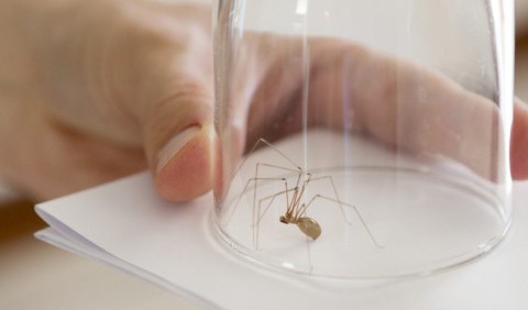 Чи варто позбуватися домашніх павуків: яка від них шкода, а яка користь?