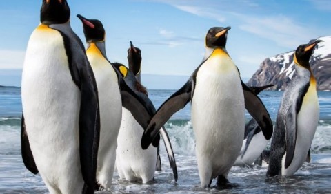 Пінгвінові – родина птахів (Spheniscidae)