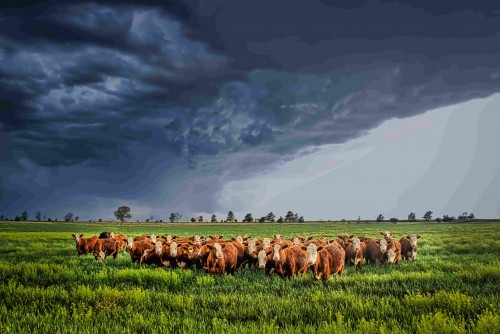 Іноді блискавки стають причиною загибелі цілих стад велокої рогатої худоби, яку випасають у полі під час грози