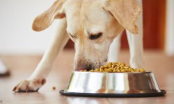 Як довго собака може прожити без води та їжі