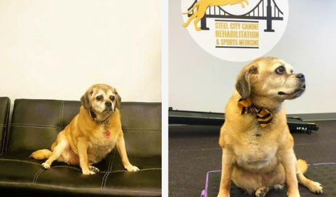 Велика Берта: як собака на межі смерті скинула 16 кг за допомогою фітнесу