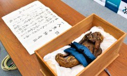 Японські вчені досліджують ДНК мумії-русалки з тілом мавпи та риб'ячим хвостом