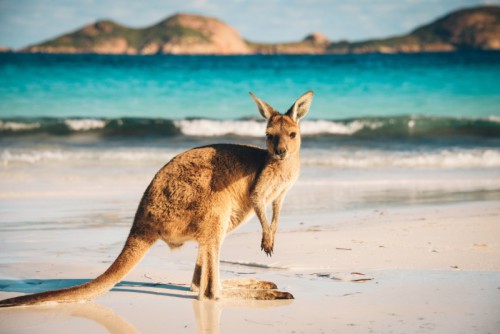 Кенгуру є офіційним символом Австралії