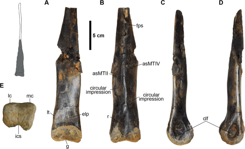 Кістки орнітомімозаврів