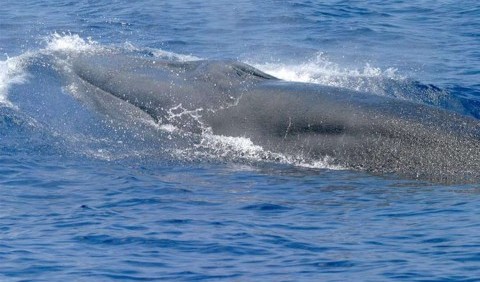 Новознайдений вид китів, який живе виключно у водах США, можливо, вже знаходиться на межі вимирання