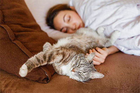 Кішка та безтурботний сон