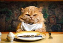 Чому кіт не їсть з напівпорожньої миски?