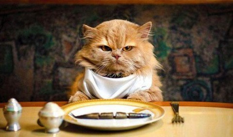 Чому кіт не їсть з напівпорожньої миски?