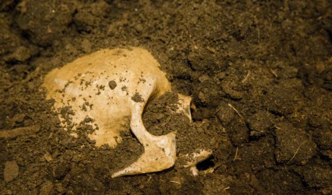 Людський череп віком близько мільйона років знайшли у Китаї