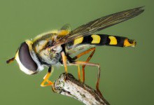Дослідники виявили гени, які відповідають за міграцію комах