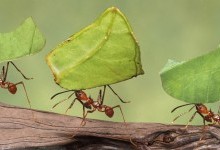 Цікаві факти про комах