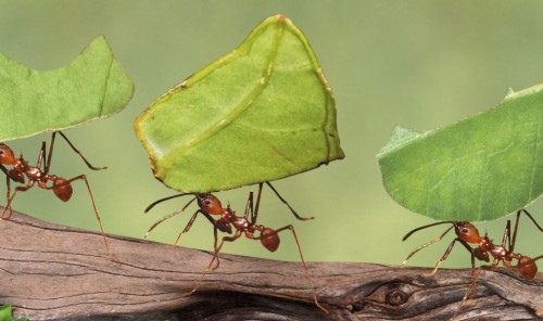 Мурахи переносять листя рослин до мурашника