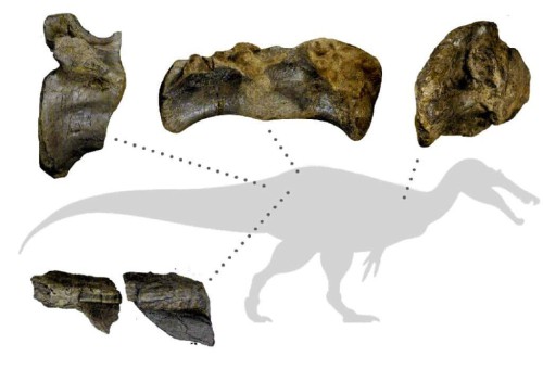 Знайдені зразки спинозавра