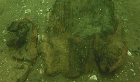 Найдавніше каное віком 3000 років знайшли в озері Вісконсіна