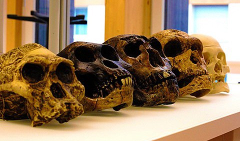 Названо причину вимирання п'яти видів Homo