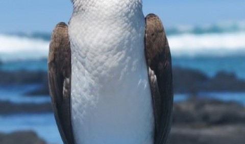 Орел-карлик (Aquila pennata)