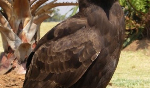 Орел гребінчастий (Lophaetus occipitalis)