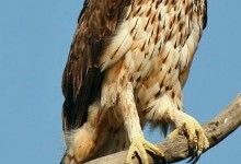 Орел яструбиний (Aquila fasciata)
