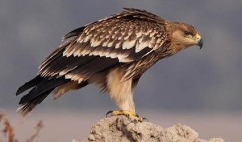 Орел-могильник (Aquila heliaca)