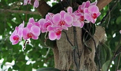 Орхідеї – ті, що дарують радість