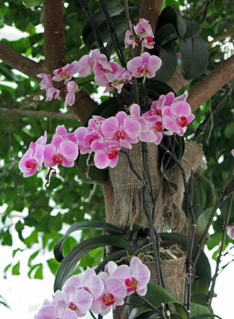 Орхідея на дереві