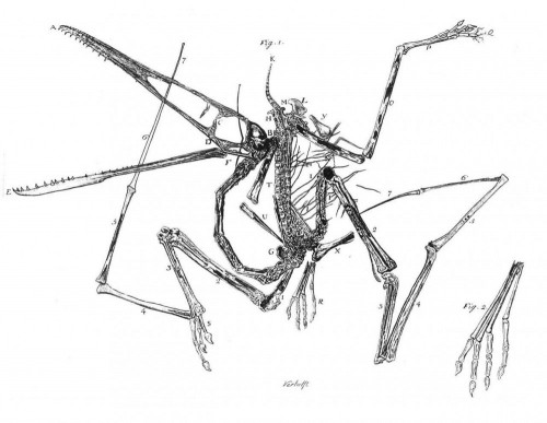 Оригінальна гравюра Pterodactylus antiquus, виконана Egid Verhelst II і опублікована Козімо Колліні, 1784 р
