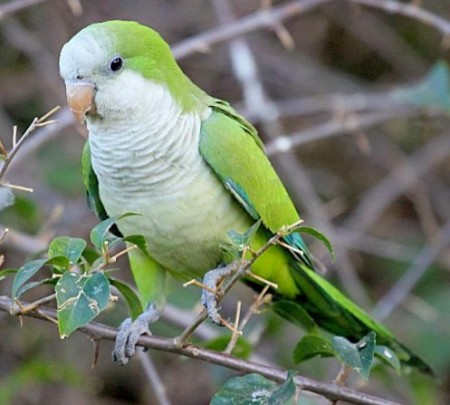 Папуга-чернець (каліта)