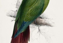 Папуга довгодзьобий червонохвіст (Enicognathus leptorhynchus)
