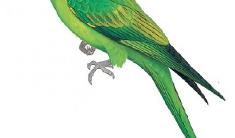 Папуга каролінський (Conuropsis carolinensis)