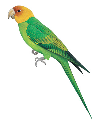 Папуга каролінський