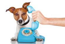 Вчені протестували прототип телефону для собак