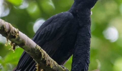 Птах зонтичний еквадорський, або красочуб (Cephalopterus penduliger)