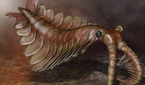 Палеонтологи знайшли членистоногого віком 506 млн років з величезним третім оком