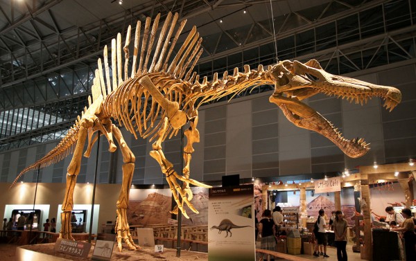Реконструкція кістяка спинозавра. 2009 р. (Виставковий центр «Makuhari Messe», м. Тіба, Японія)