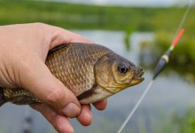Ловля карася: 7 порад, які допоможуть зловити цю обережну рибу