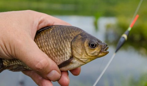 Ловля карася: 7 порад, які допоможуть зловити цю обережну рибу