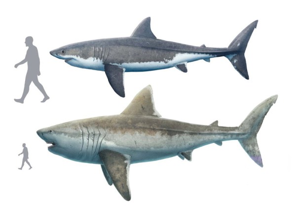 Розміри мегалодона і великої білої акули по відношенню до людини
