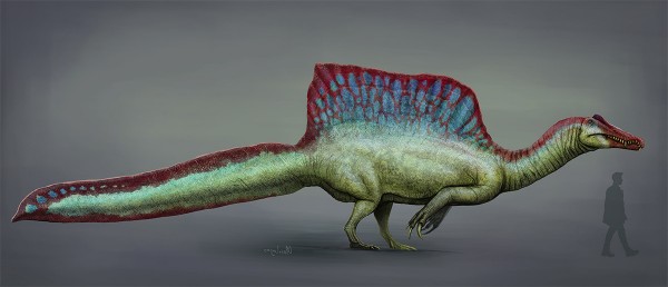 Розміри Спинозавра у порівнянні з середньостатистичною дорослою людиною
