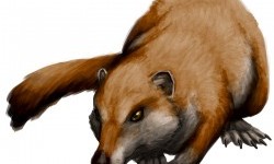 Шаблезуба білка Південної Америки (Cronopio dentiacutus)