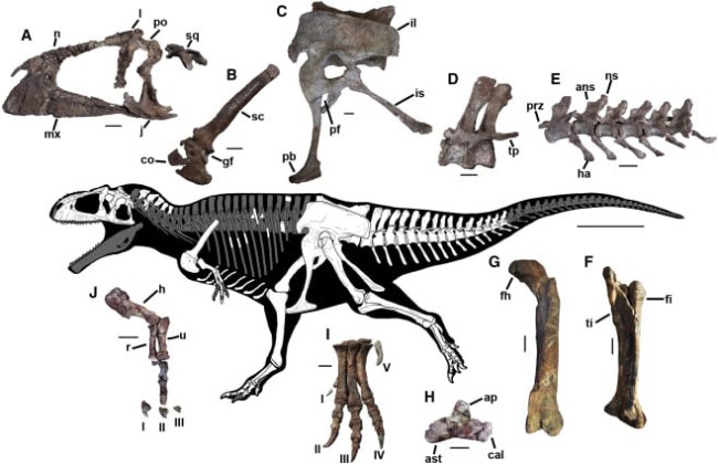Знайдені кістки мераксесу та промальовування скелета динозавра