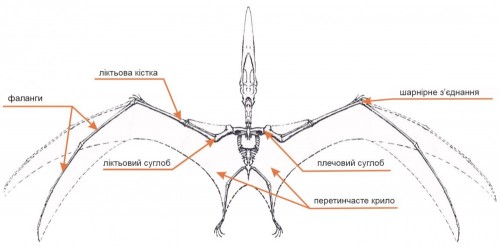 Скелет птеродактиля (вигляд знизу