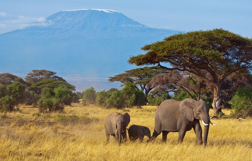 Слони в Африканській саванні – discover.in.ua