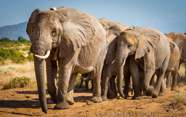 Вчені дізналися секрет захисту слонів від раку