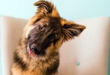 Вчені дізналися, чому собаки нахиляють голову набік під час спілкування з людиною