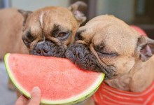 Якими фруктами та ягодами можна годувати собак: список забороненого та дозволеного