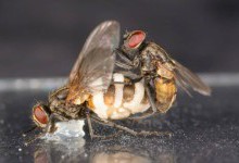 Патогенний гриб змушує самців мух спарюватись із мертвими самками