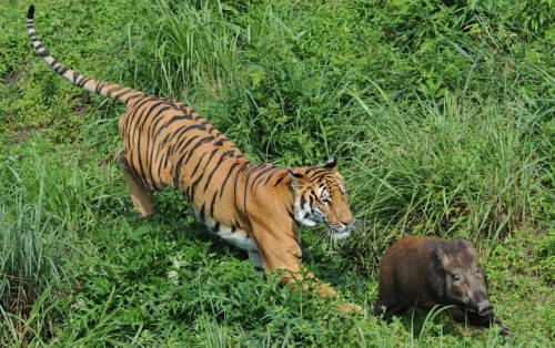 Тигр полює на дикого кабана